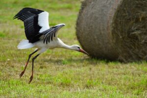 遠距離恋愛でのアプローチ距離を近づく方法は？