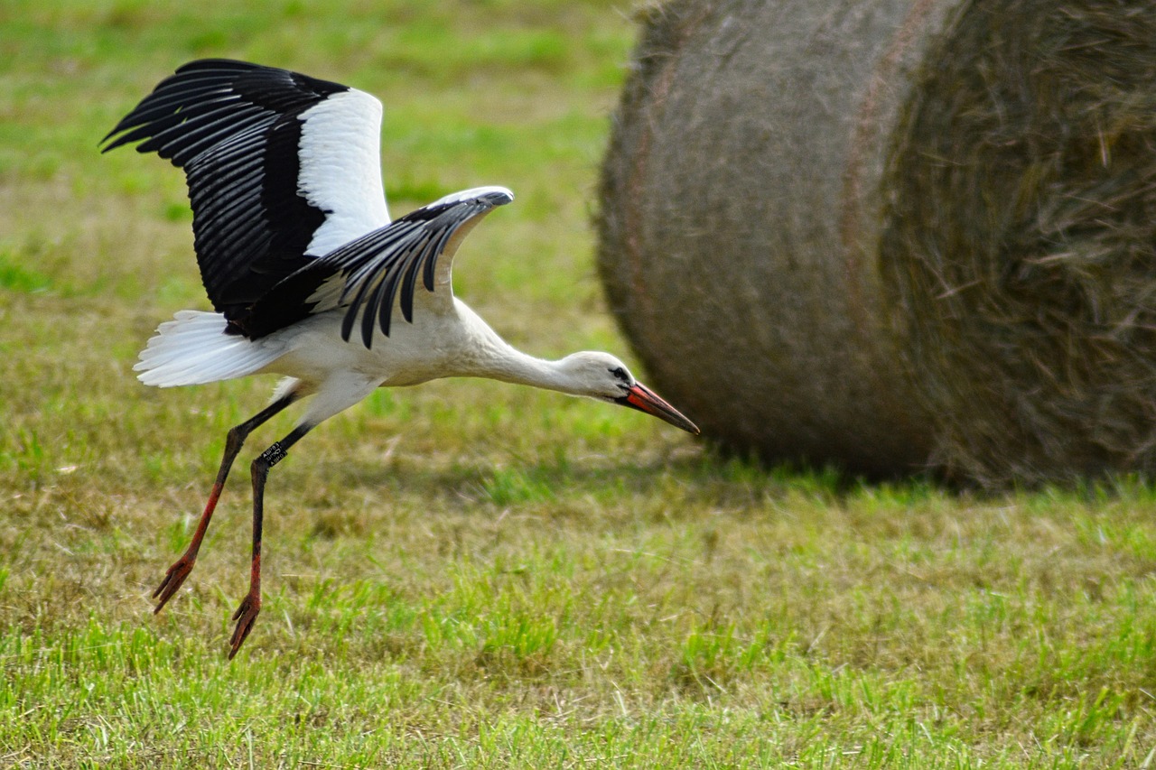遠距離恋愛でのアプローチ距離を近づく方法は？