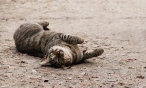 甘え下手な女性が上手に甘えるための方法は？