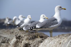 付き合う前のLINEの頻度はどれくらいが理想？